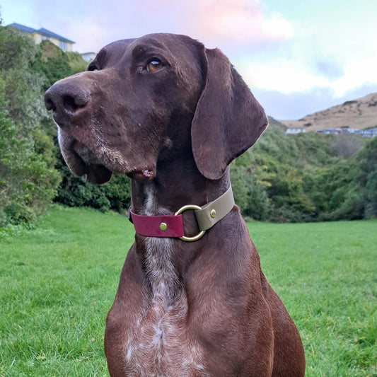 German Short Haired Pointer Dog wearing a custom dog collar by Kinfolk Leather. Waterproof BioThane Dog Collar - custom O ring dog collar - made in NZ by Kinfolk Leather.