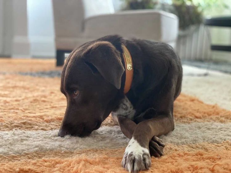 Brown Dog wearing Kinfolk Leather Custom Dog Collar in Light Tan with brass personalised nameplate