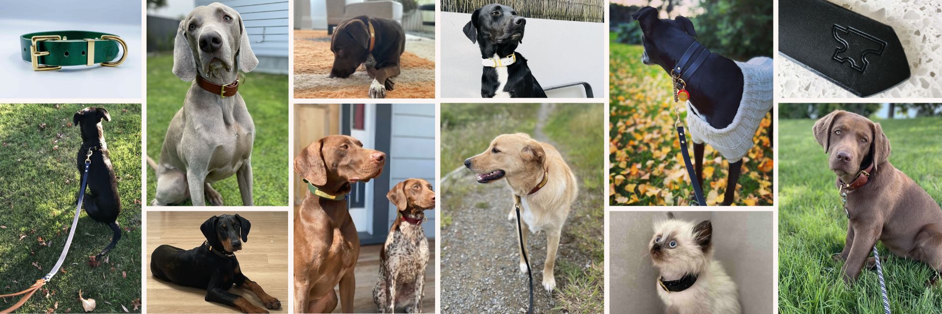 Custom Dog Collars and Leads - Made in NZ by Kinfolk Leather