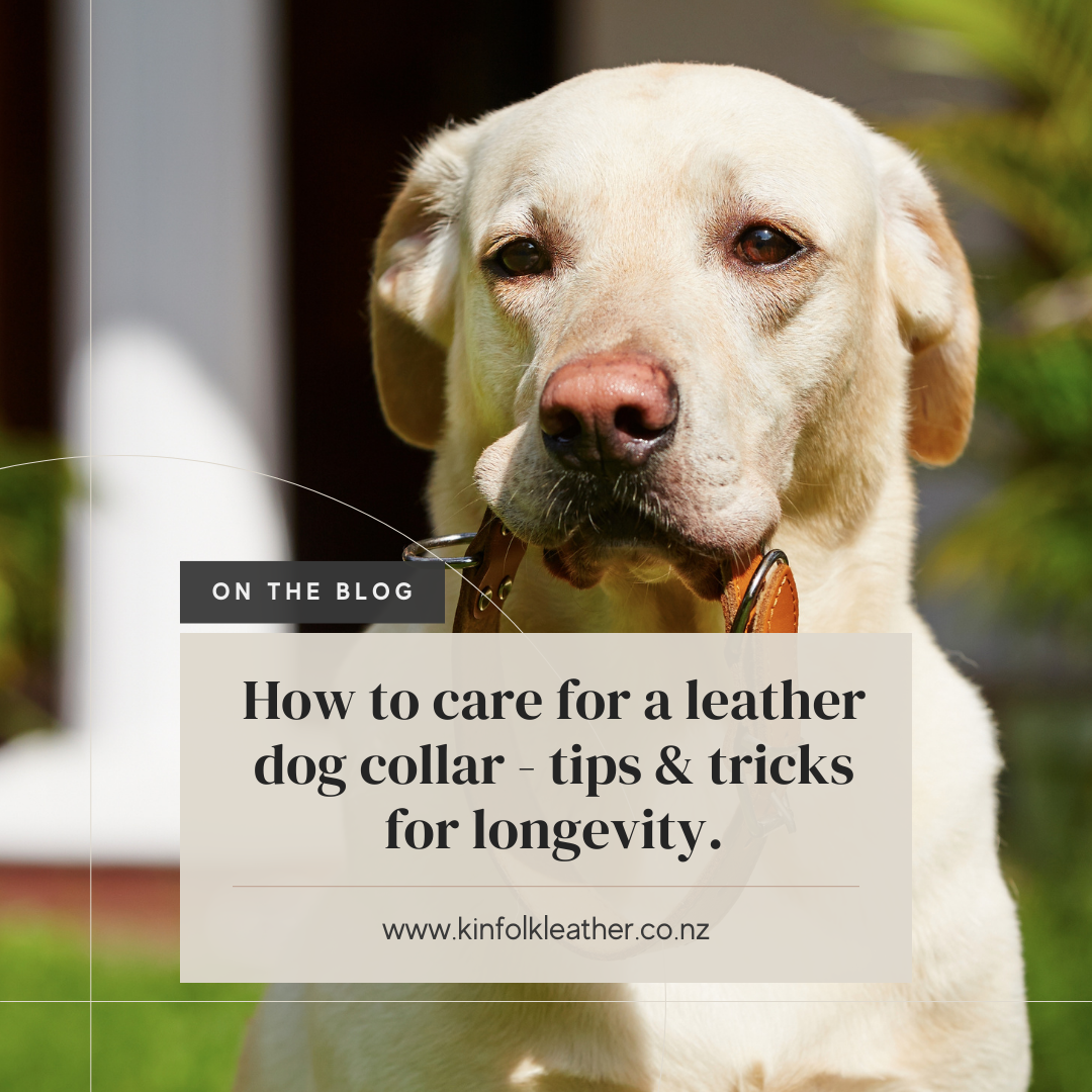 How to care for a leather dog collar