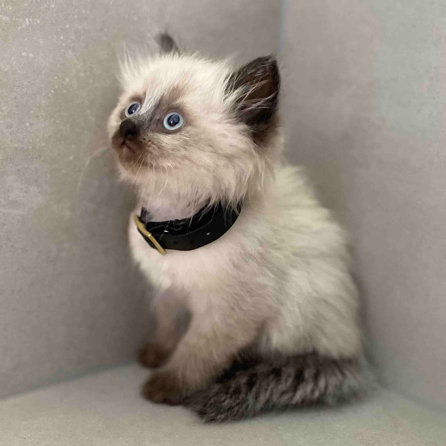 Custom Cat Collars | NZ Made