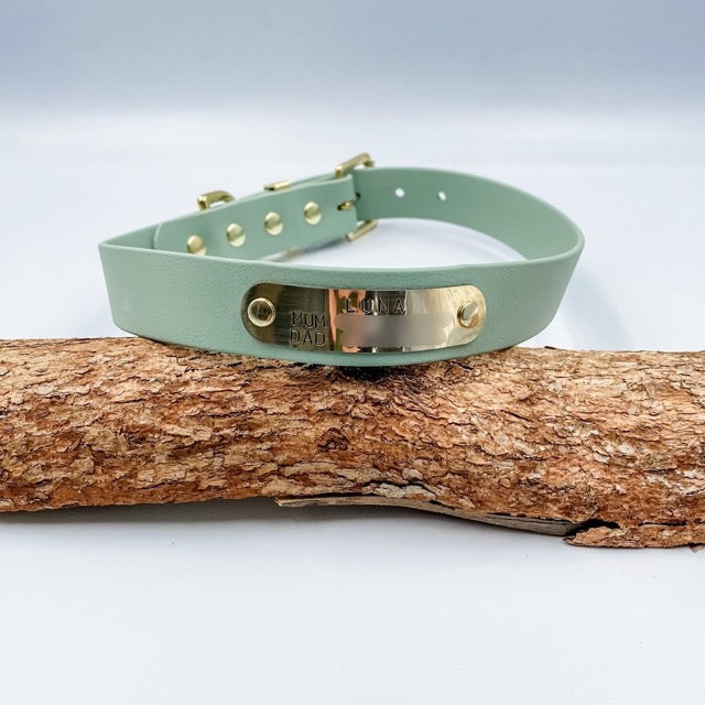 Light green dog collar with gold hardware on a wooden branch against a light background