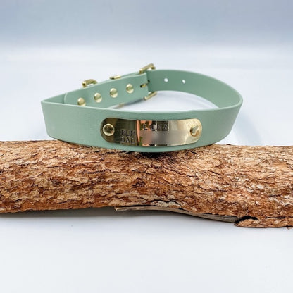Light green dog collar with gold hardware on a wooden branch against a light background